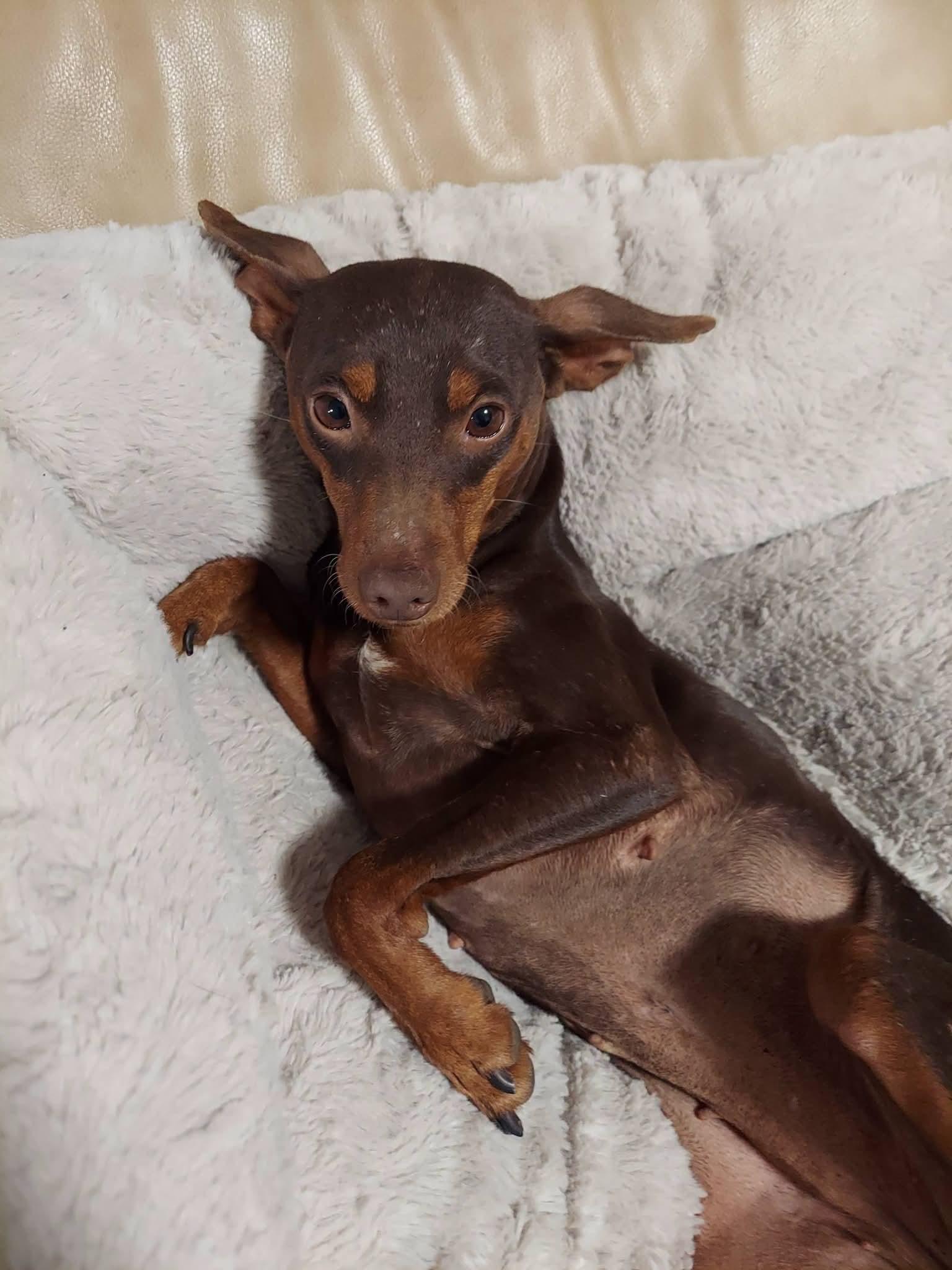 Enlarge Trinity, a ADOPTABLE Miniature Pinscher in Oakland, CA image 1/6