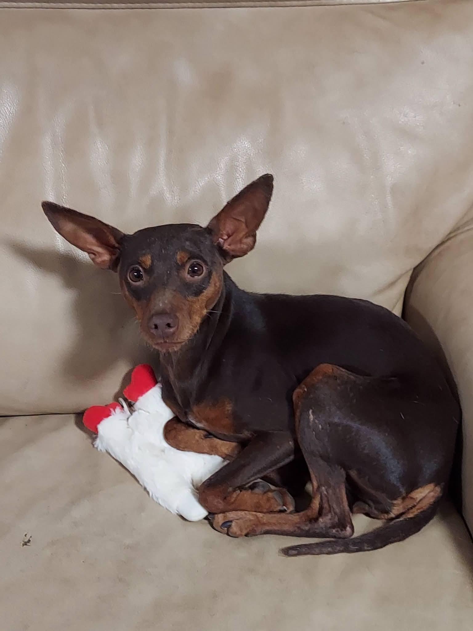 Enlarge Trinity, a ADOPTABLE Miniature Pinscher in Oakland, CA image 4/6