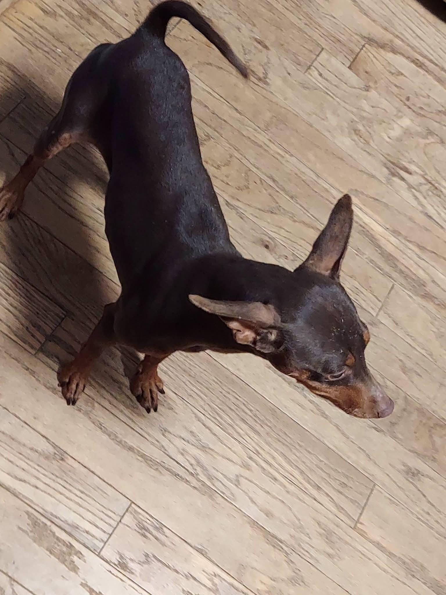 Enlarge Trinity, a ADOPTABLE Miniature Pinscher in Oakland, CA image 5/6