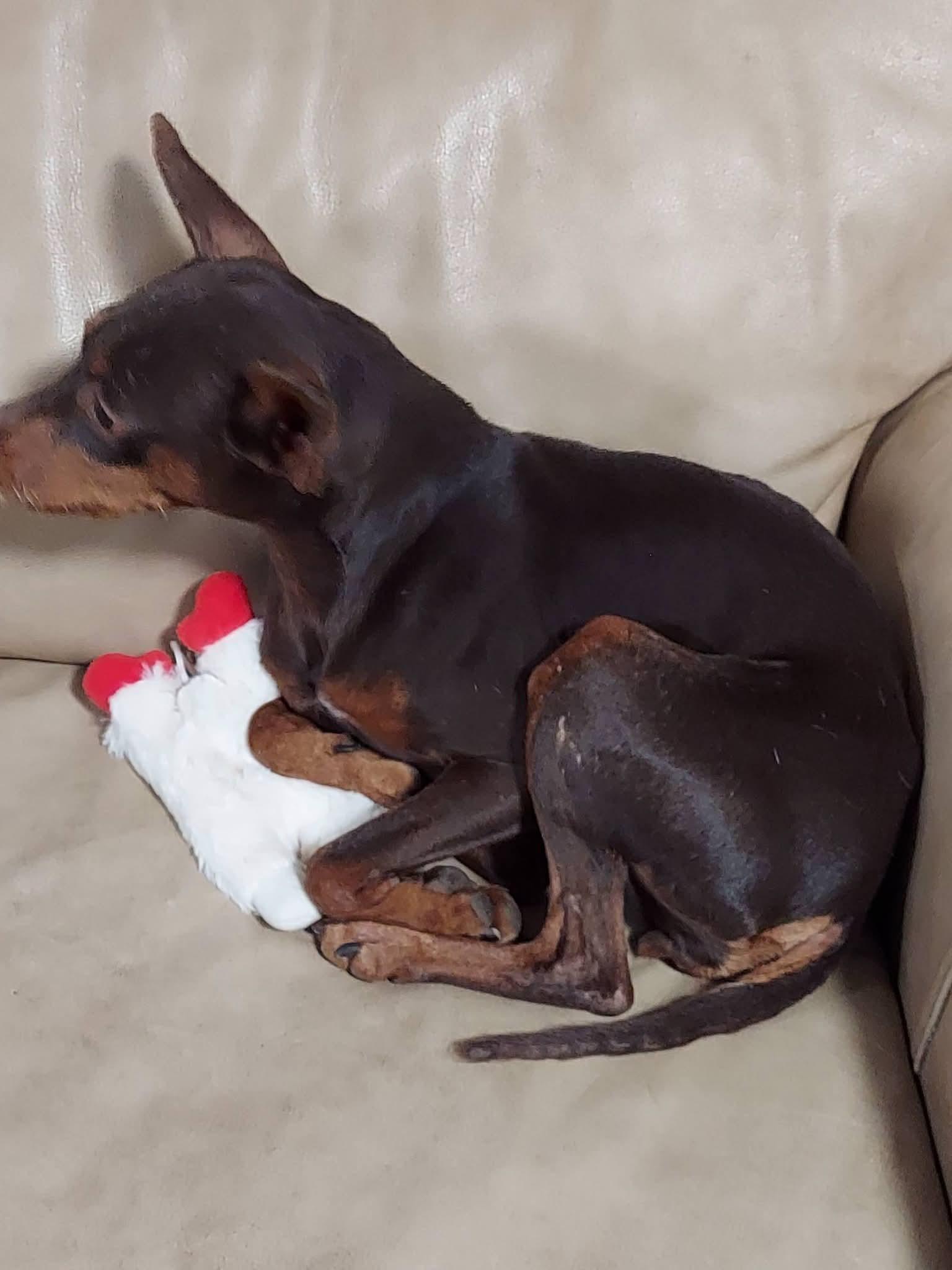 Enlarge Trinity, a ADOPTABLE Miniature Pinscher in Oakland, CA image 2/6
