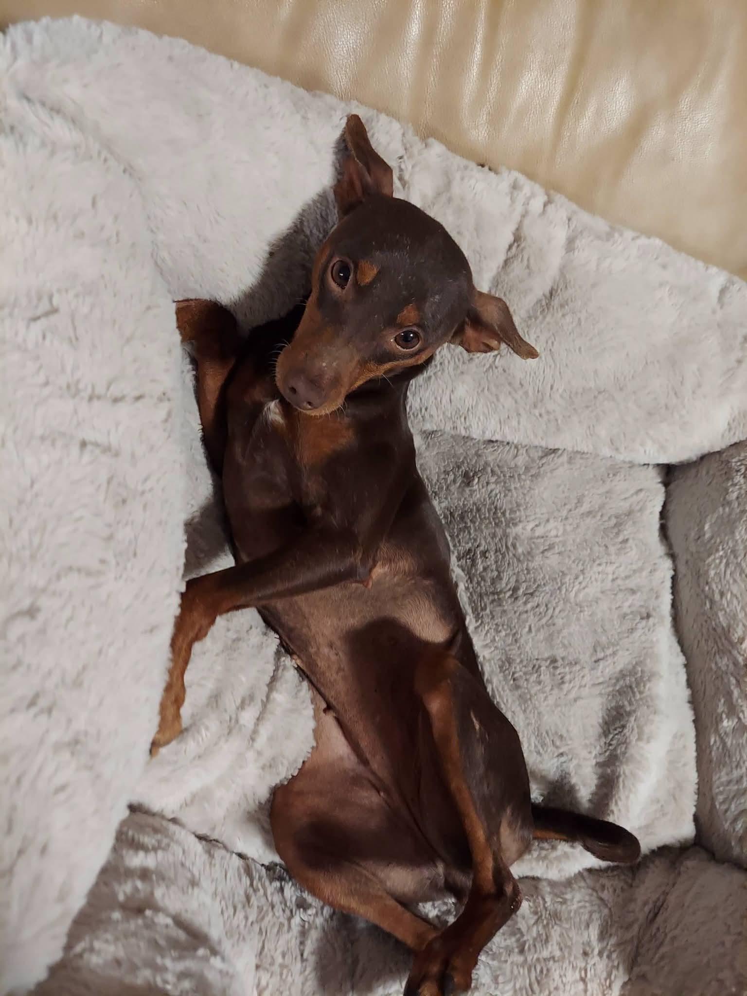 Enlarge Trinity, a ADOPTABLE Miniature Pinscher in Oakland, CA image 3/6