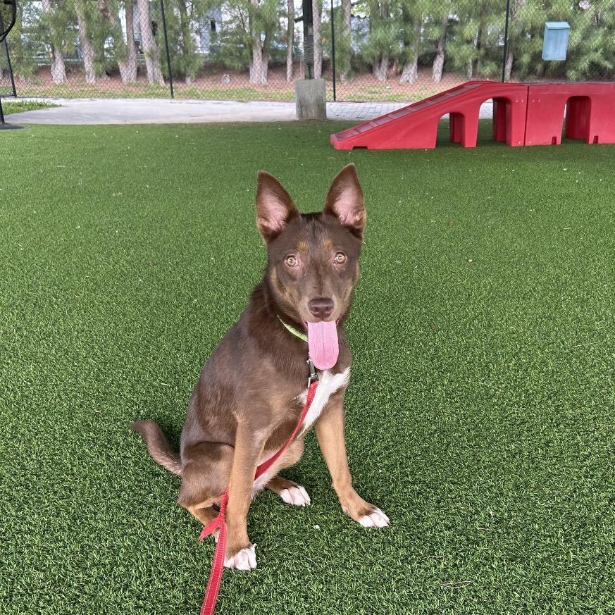 Enlarge Phantom, a Adoptable mixed breed in Jupiter, FL image 1/5
