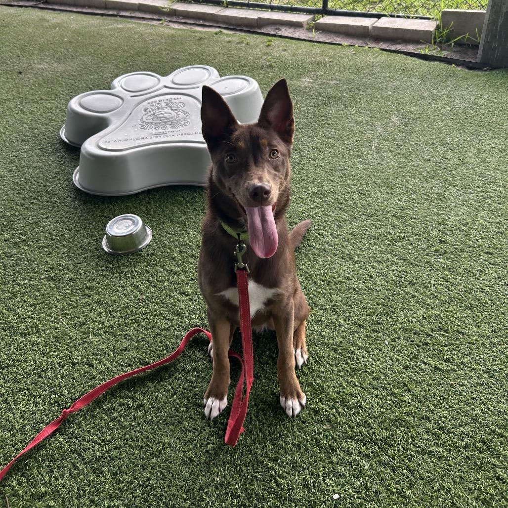 Enlarge Phantom, a Adoptable mixed breed in Jupiter, FL image 2/5