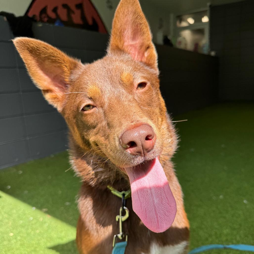 Enlarge Phantom, a Adoptable mixed breed in Jupiter, FL image 3/5