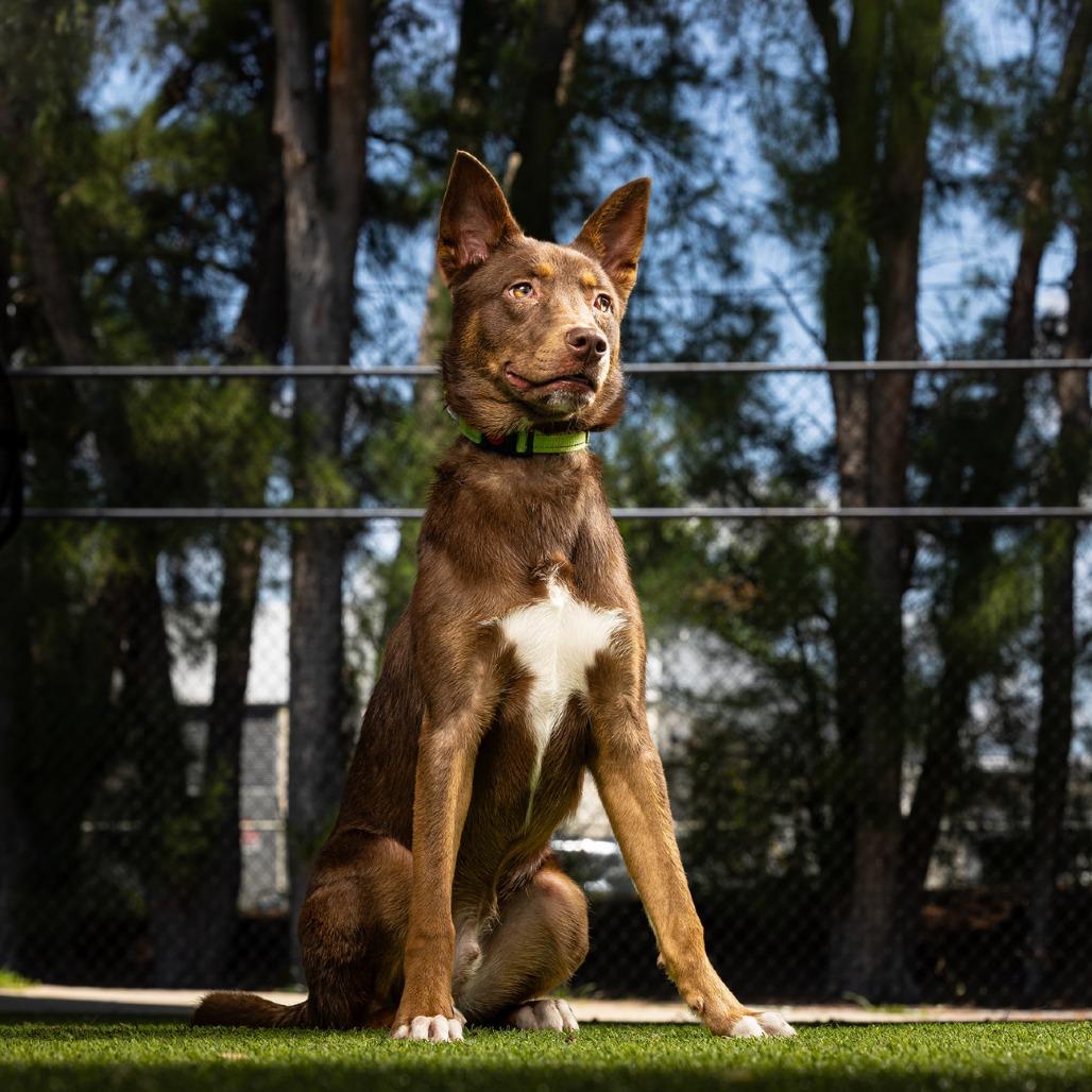 Enlarge Phantom, a Adoptable mixed breed in Jupiter, FL image 4/5