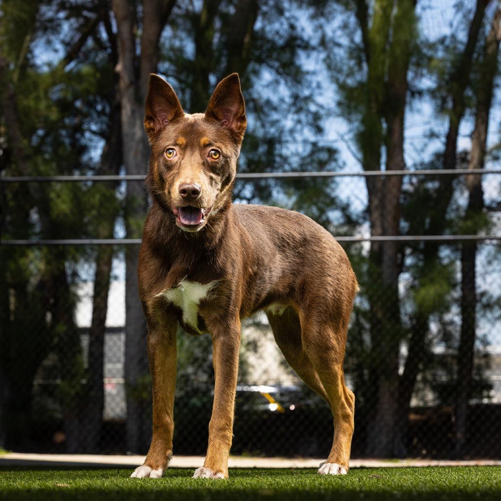 Enlarge Phantom, a Adoptable mixed breed in Jupiter, FL image 5/5