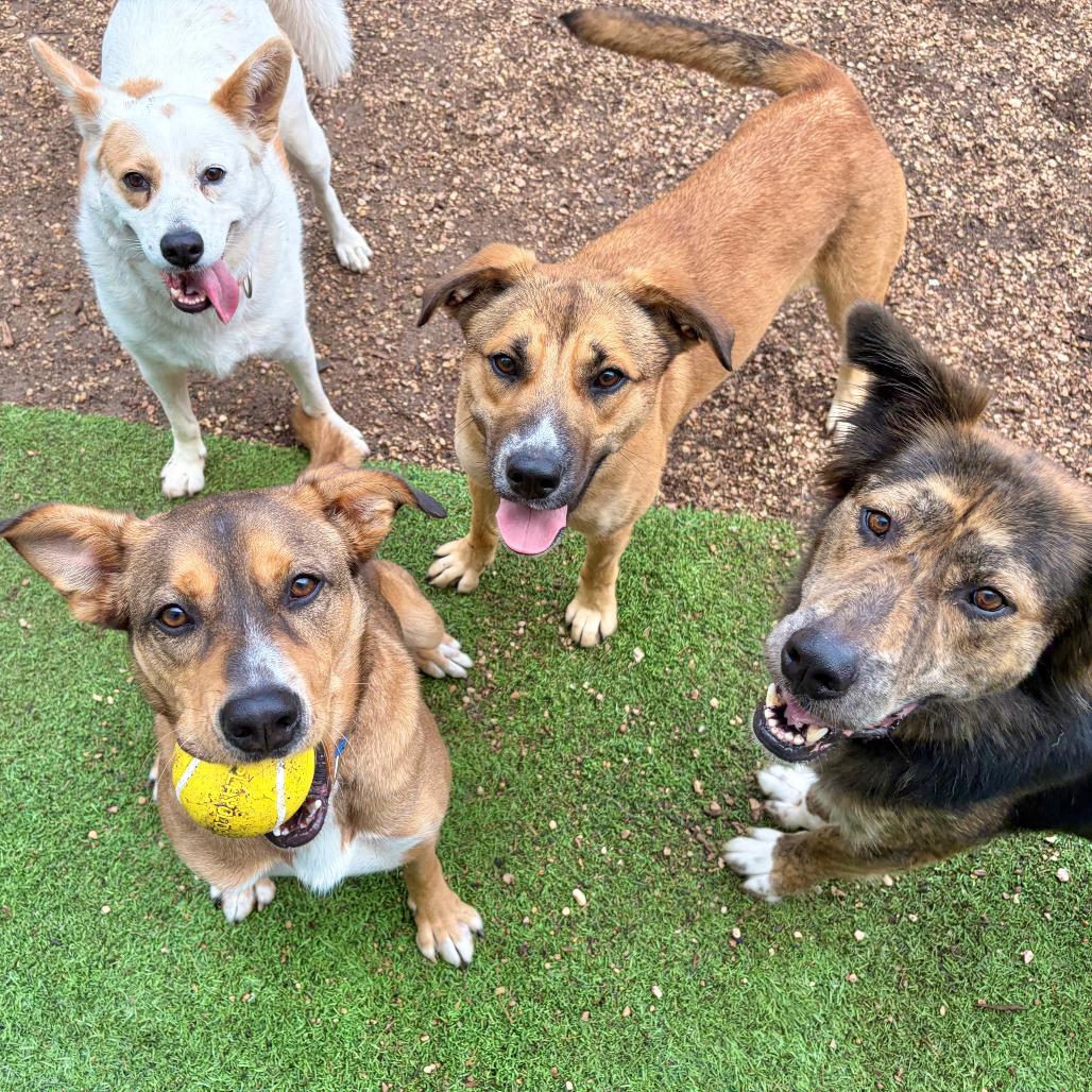 Enlarge Hunter, a Adoptable mixed breed in Kerrville, TX image 1/6