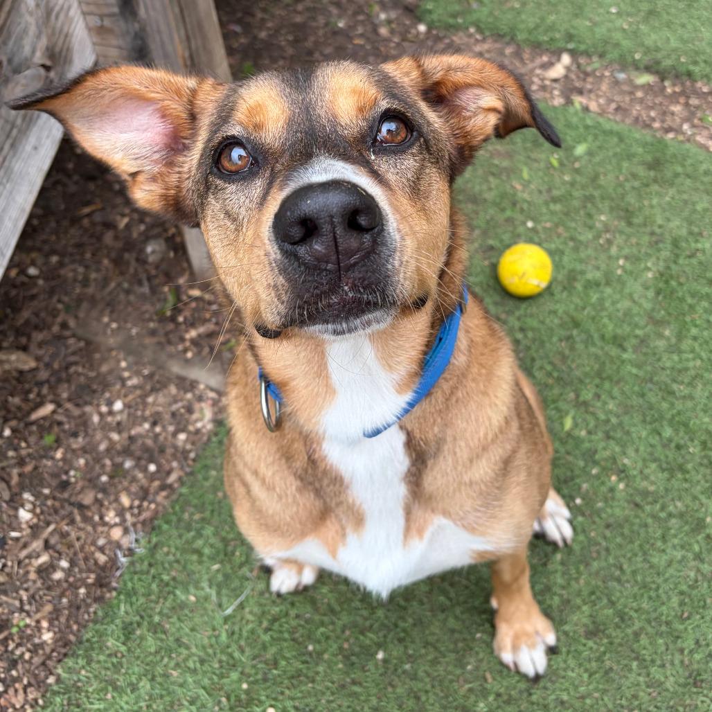 Enlarge Hunter, a Adoptable mixed breed in Kerrville, TX image 2/6