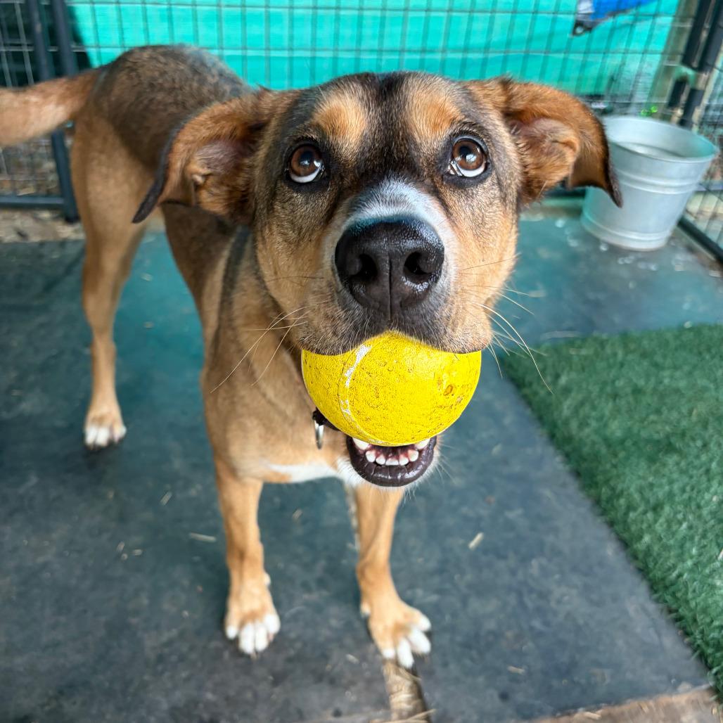 Enlarge Hunter, a Adoptable mixed breed in Kerrville, TX image 3/6