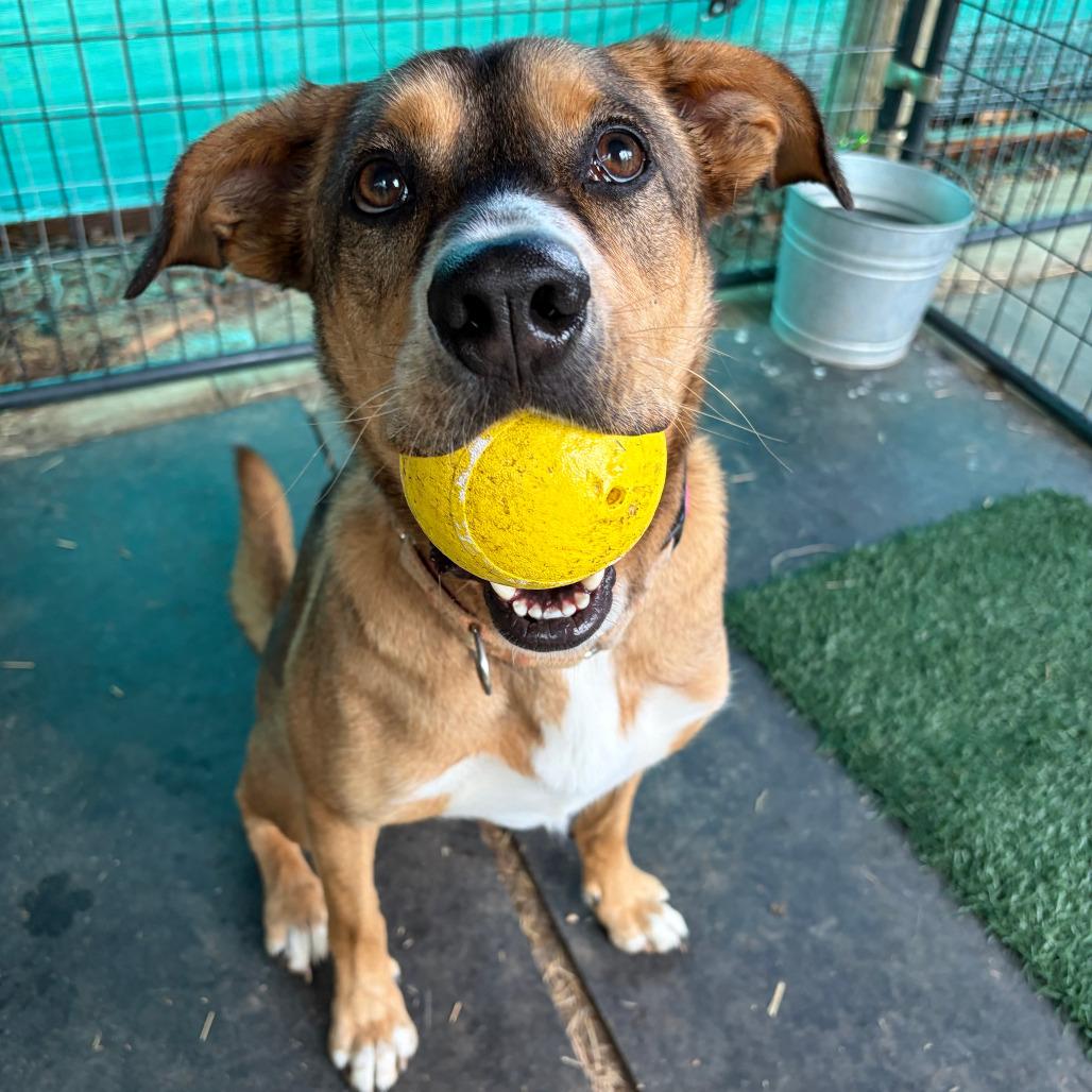 Enlarge Hunter, a Adoptable mixed breed in Kerrville, TX image 4/6