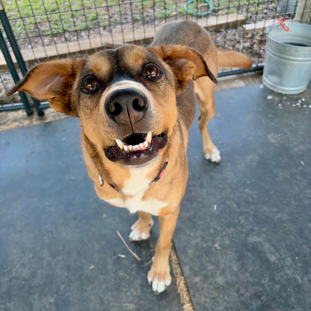 Enlarge Hunter, a Adoptable mixed breed in Kerrville, TX image 5/6