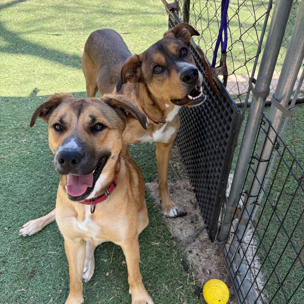 Enlarge Hunter, a Adoptable mixed breed in Kerrville, TX image 6/6