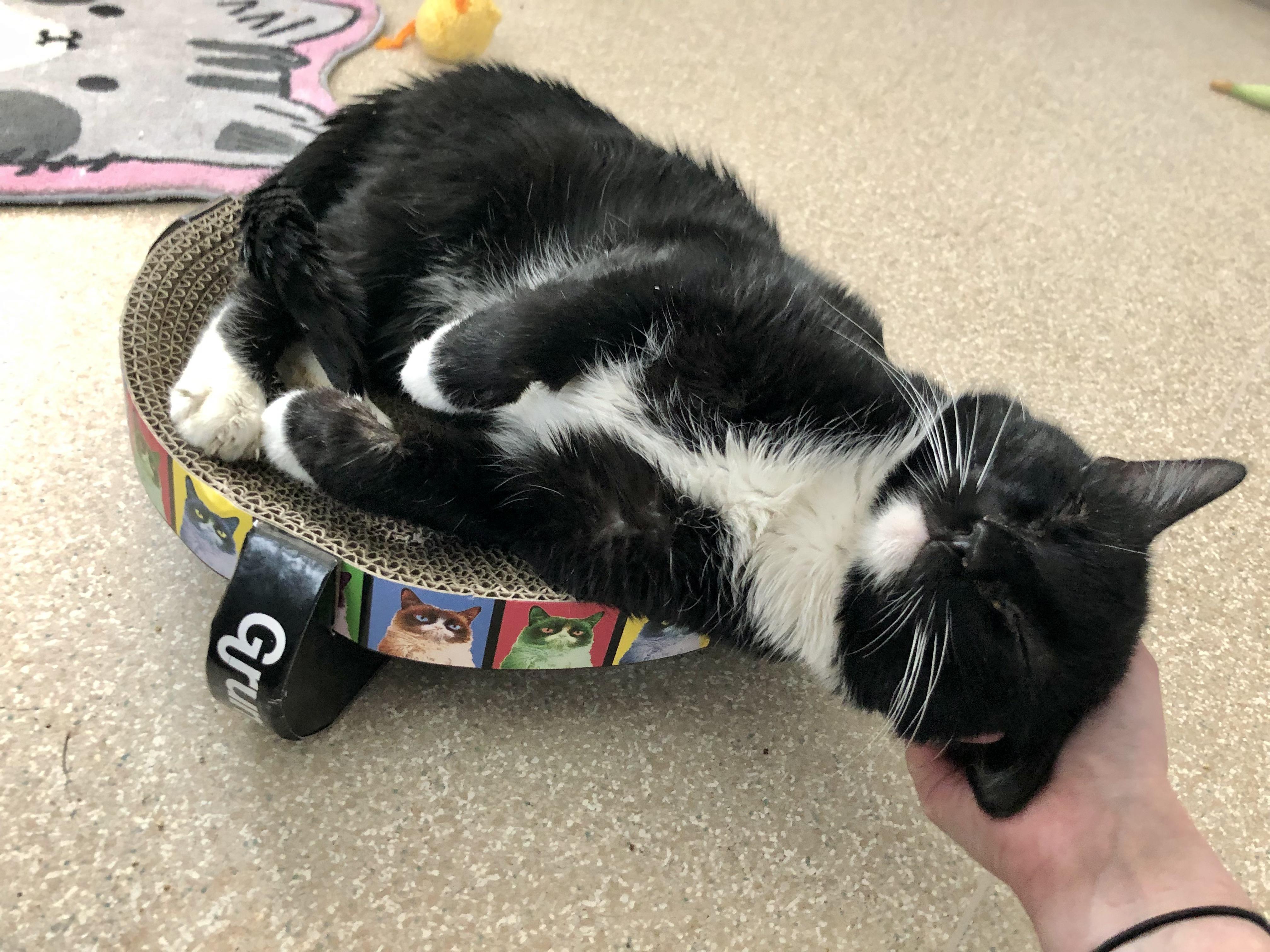 Gunther, an adopted Domestic Short Hair in Salisbury, MA image 2/5