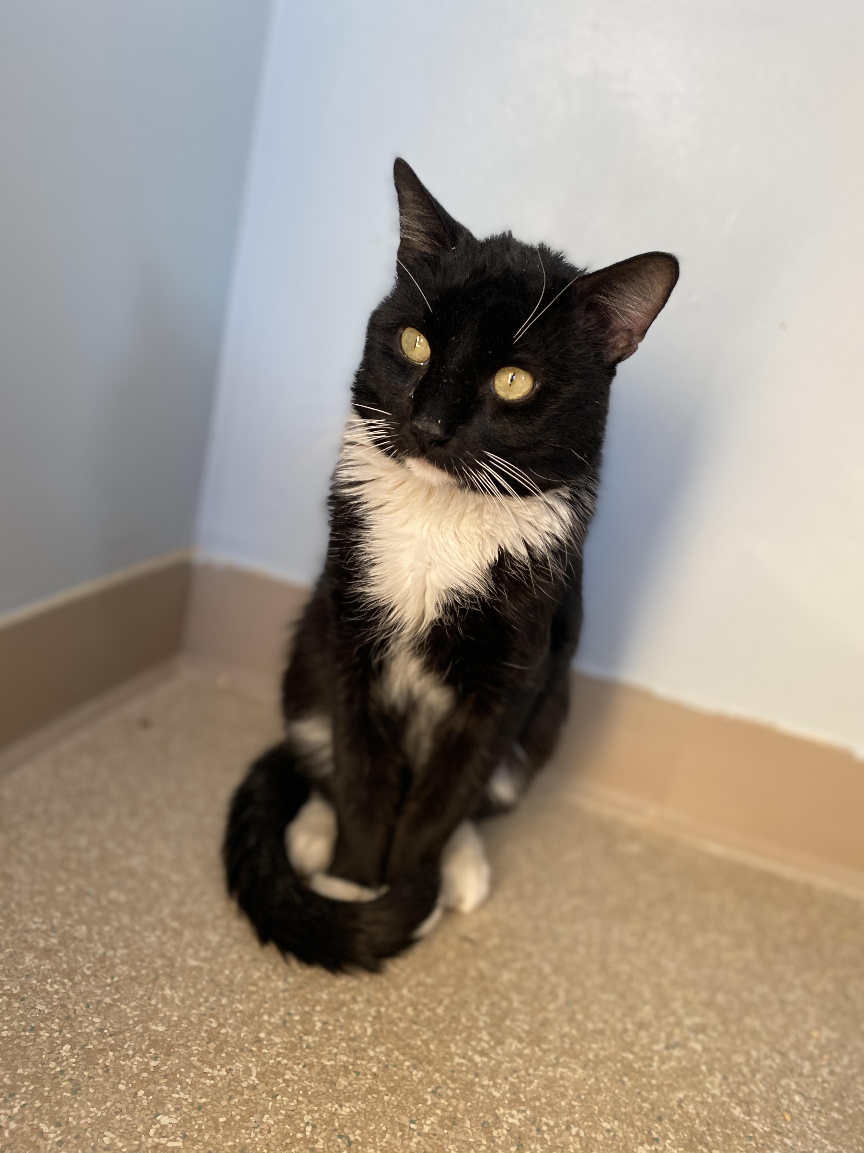 Gunther, ADOPTABLE, Adult Male Domestic Short Hair.