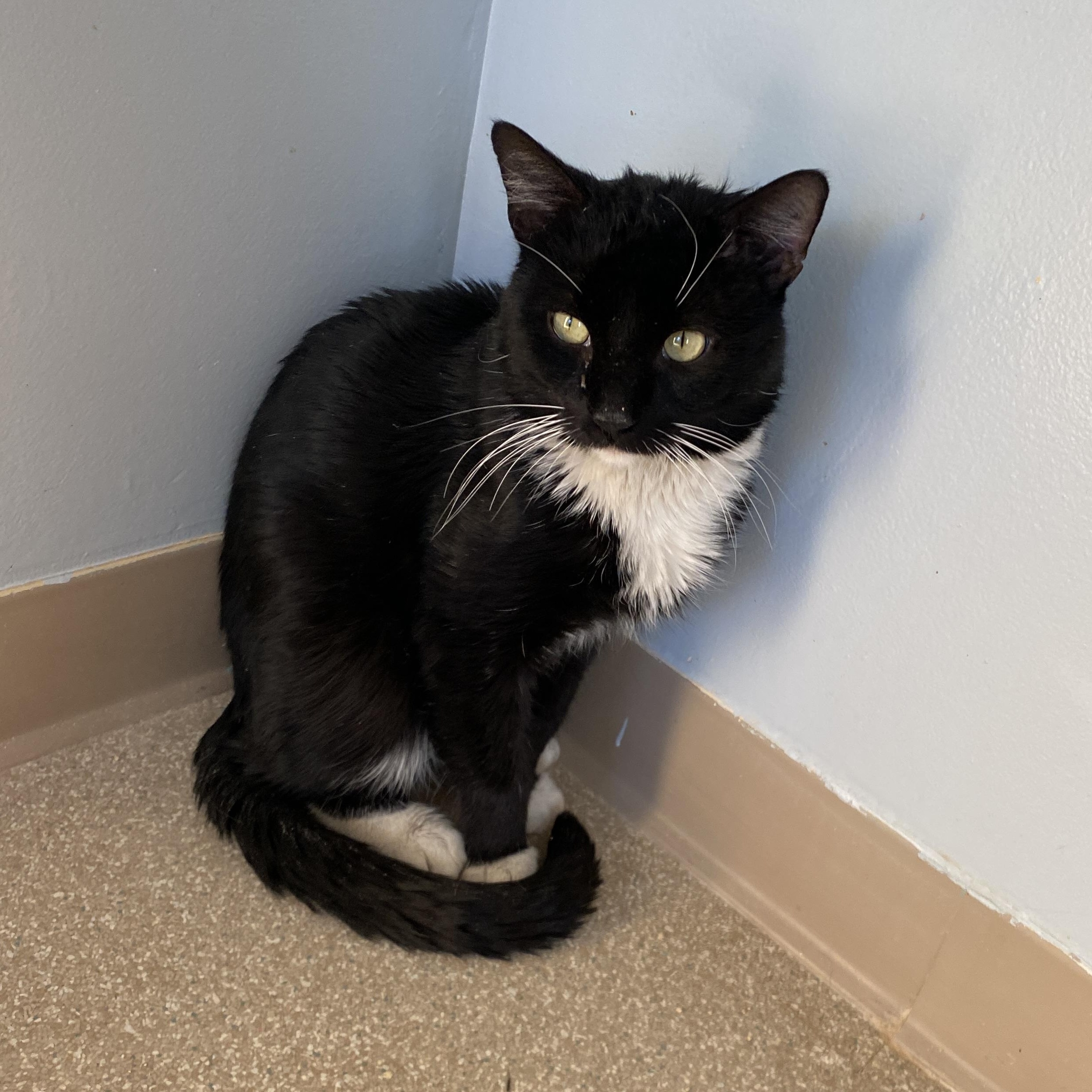 Gunther, a ADOPTABLE Domestic Short Hair in Salisbury, MA image 3/5