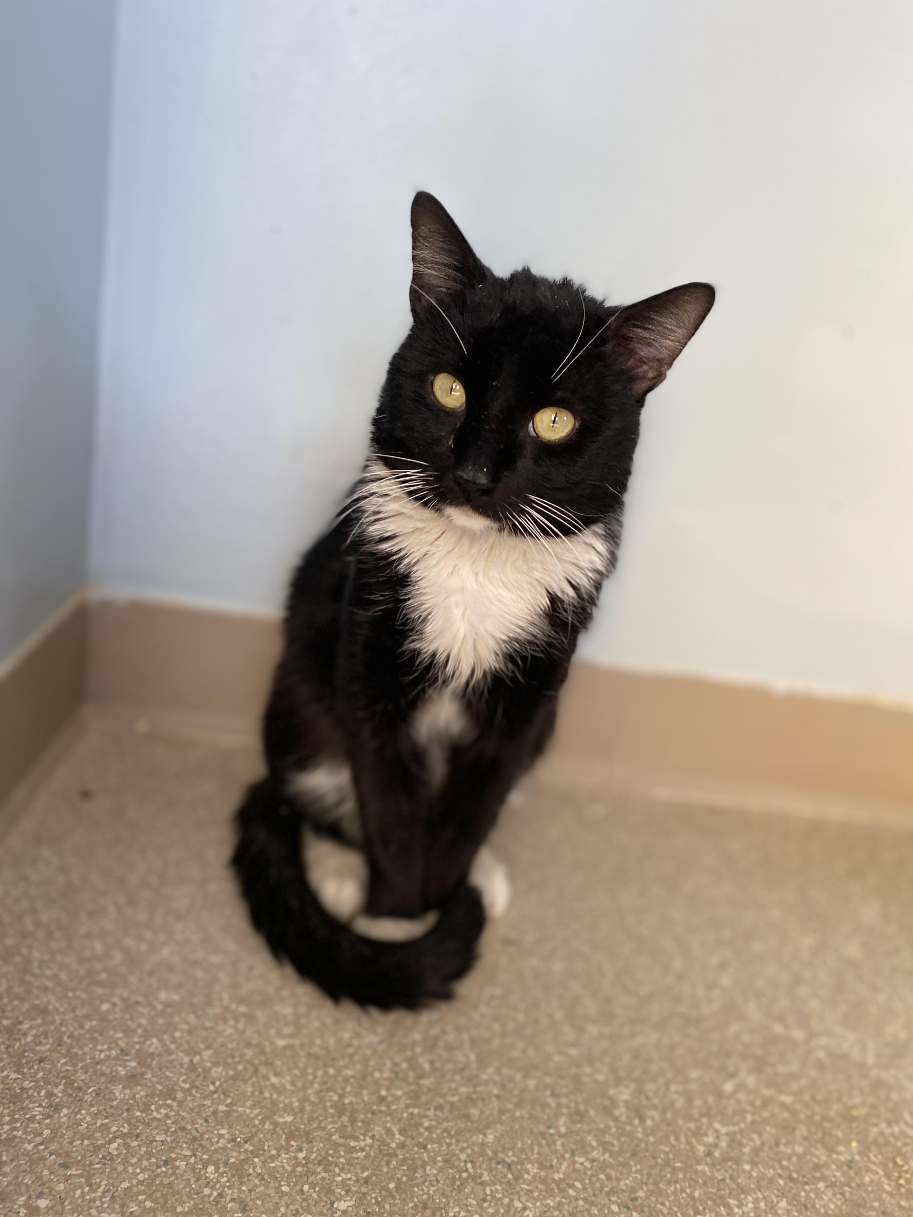 Gunther, a ADOPTABLE Domestic Short Hair in Salisbury, MA image 4/5