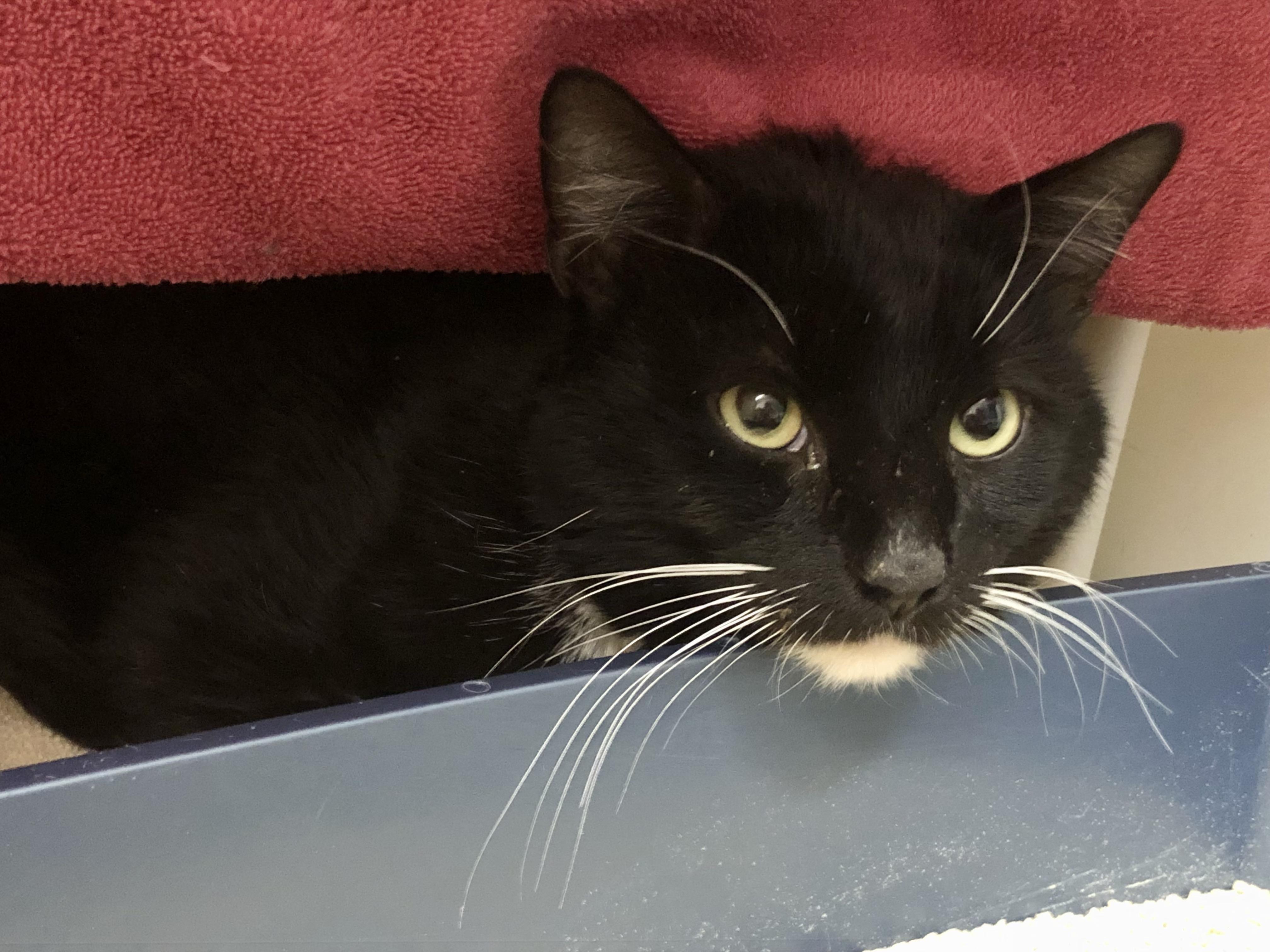 Gunther, a ADOPTABLE Domestic Short Hair in Salisbury, MA image 5/5