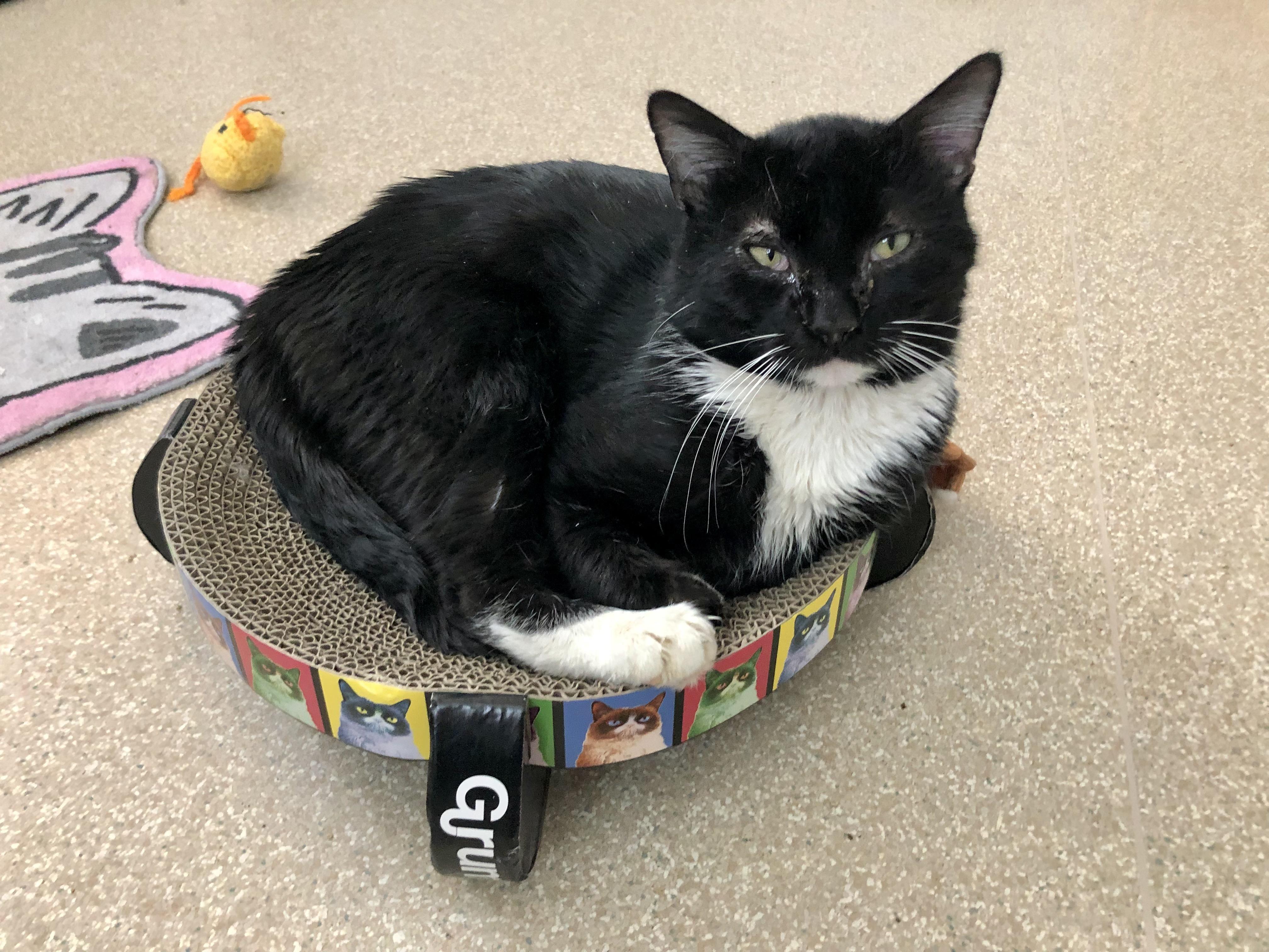 Gunther, an adopted Domestic Short Hair in Salisbury, MA image 1/5