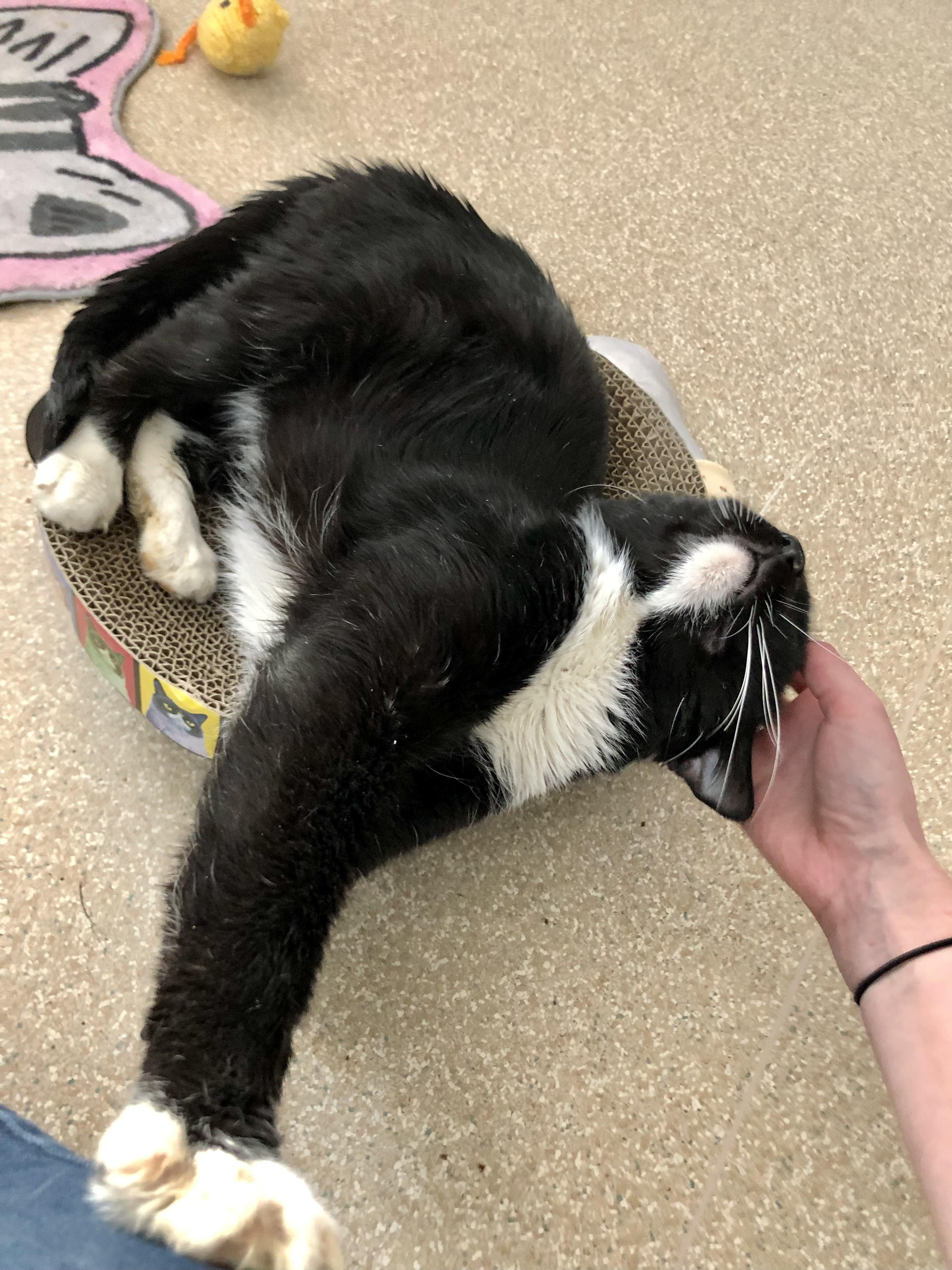 Gunther, an adopted Domestic Short Hair in Salisbury, MA image 3/5