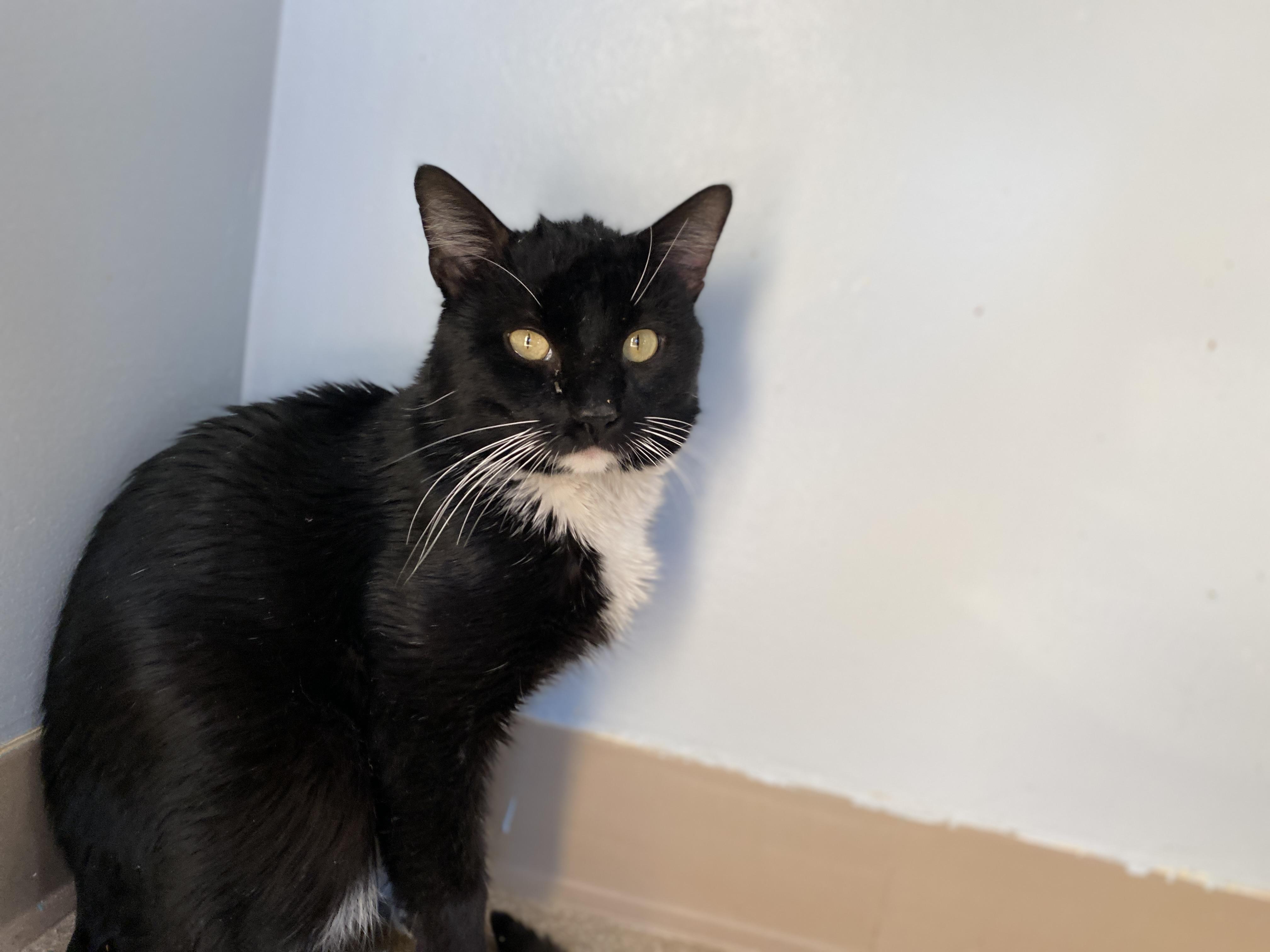 Gunther, a ADOPTABLE Domestic Short Hair in Salisbury, MA image 2/5