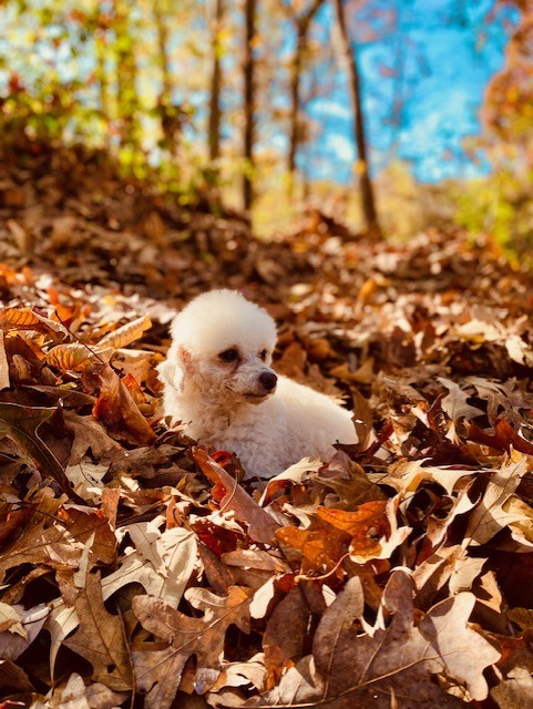 PEACHES, a Adopted Poodle (Toy) in Greensboro, NC image 3/6