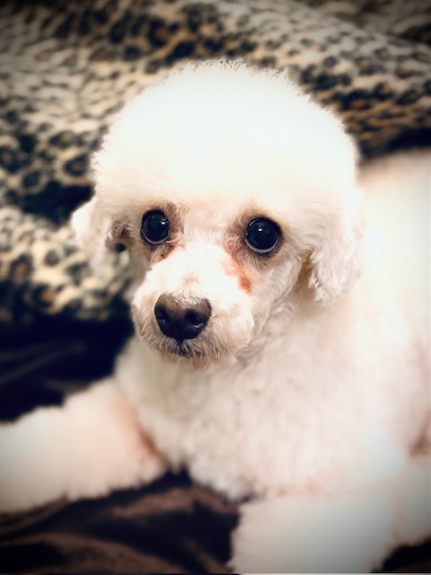 PEACHES, a Adopted Poodle (Toy) in Greensboro, NC image 1/6