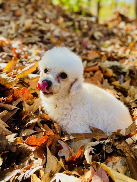 PEACHES, a Adopted Poodle (Toy) in Greensboro, NC image 6/6