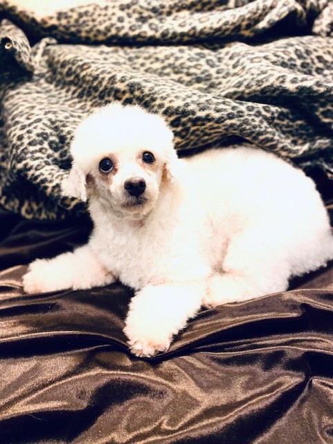PEACHES, a Adopted Poodle (Toy) in Greensboro, NC image 2/6