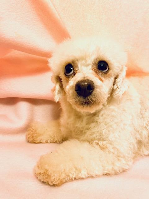 PEACHES, a Adopted Poodle (Toy) in Greensboro, NC image 4/6