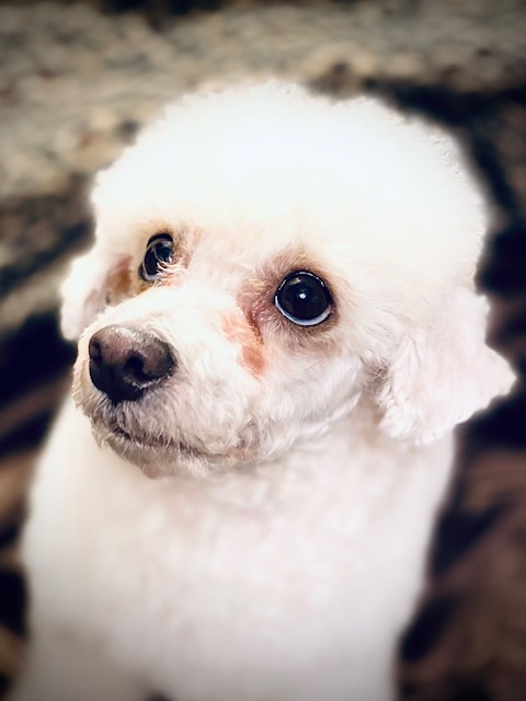 PEACHES, a Adopted Poodle (Toy) in Greensboro, NC image 5/6