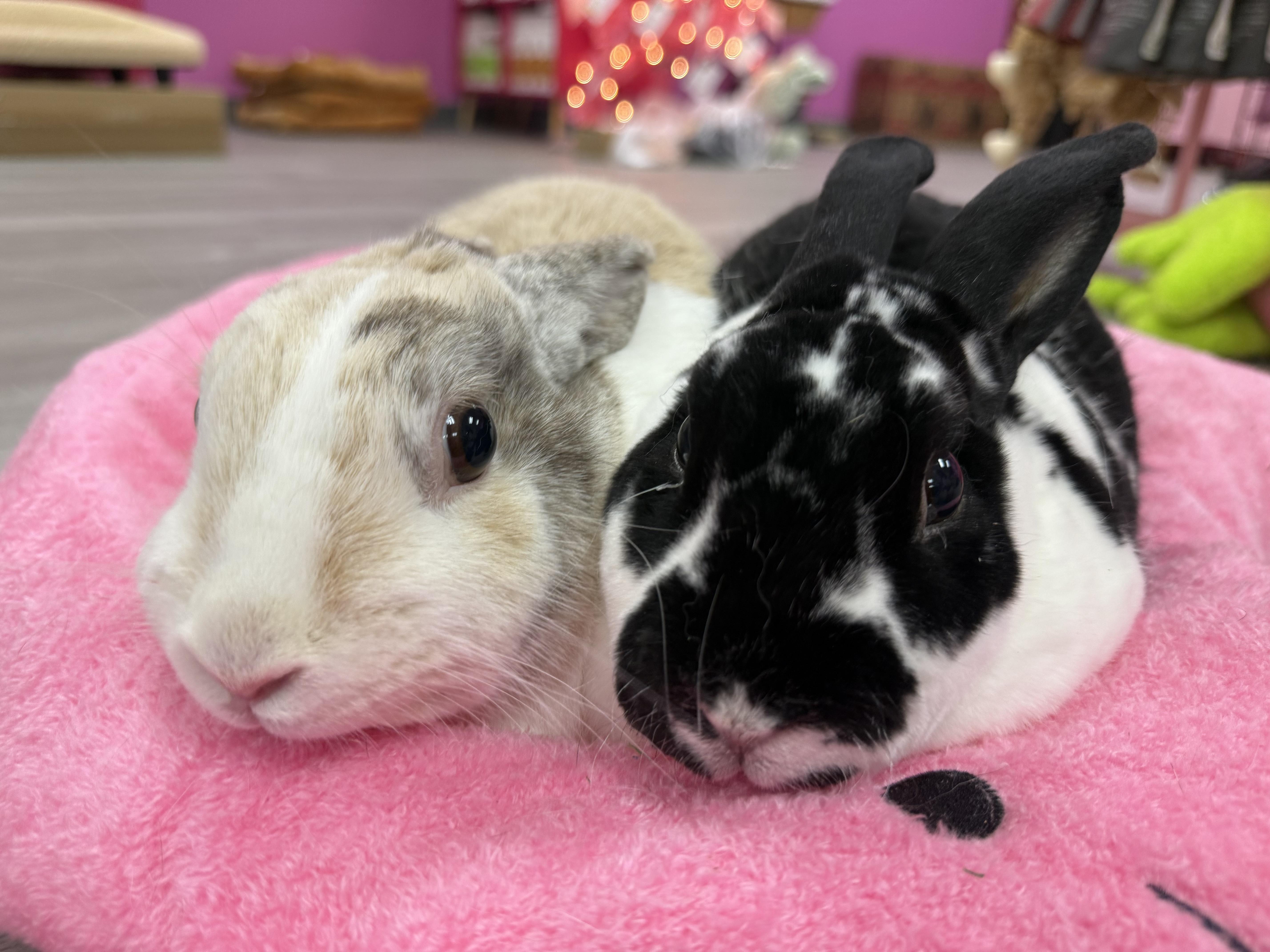 Luke and Mara, a ADOPTABLE Rex in St. Charles, MO image 5/6