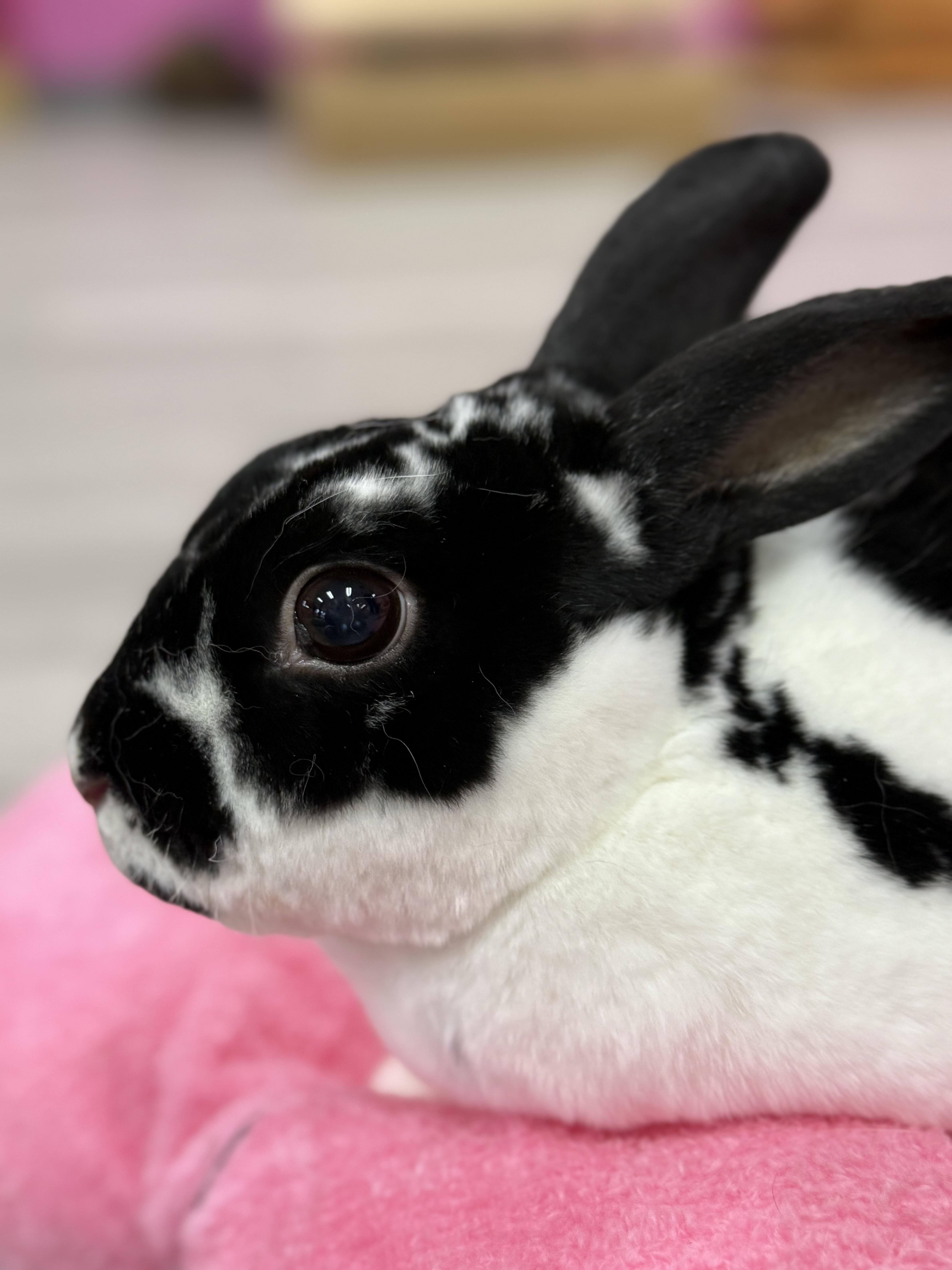 Luke and Mara, a ADOPTABLE Rex in St. Charles, MO image 3/6