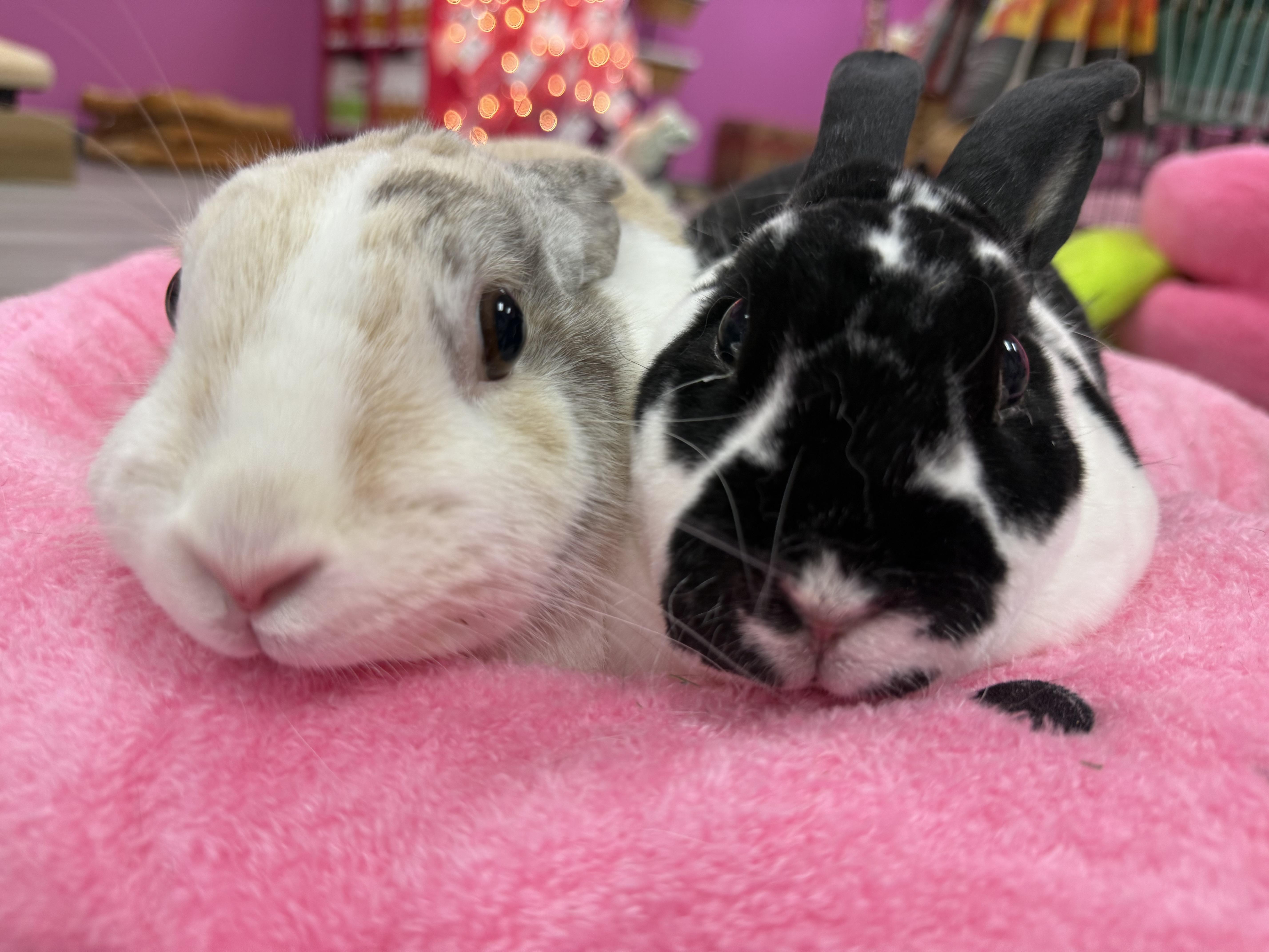 Luke and Mara, a ADOPTABLE Rex in St. Charles, MO image 6/6
