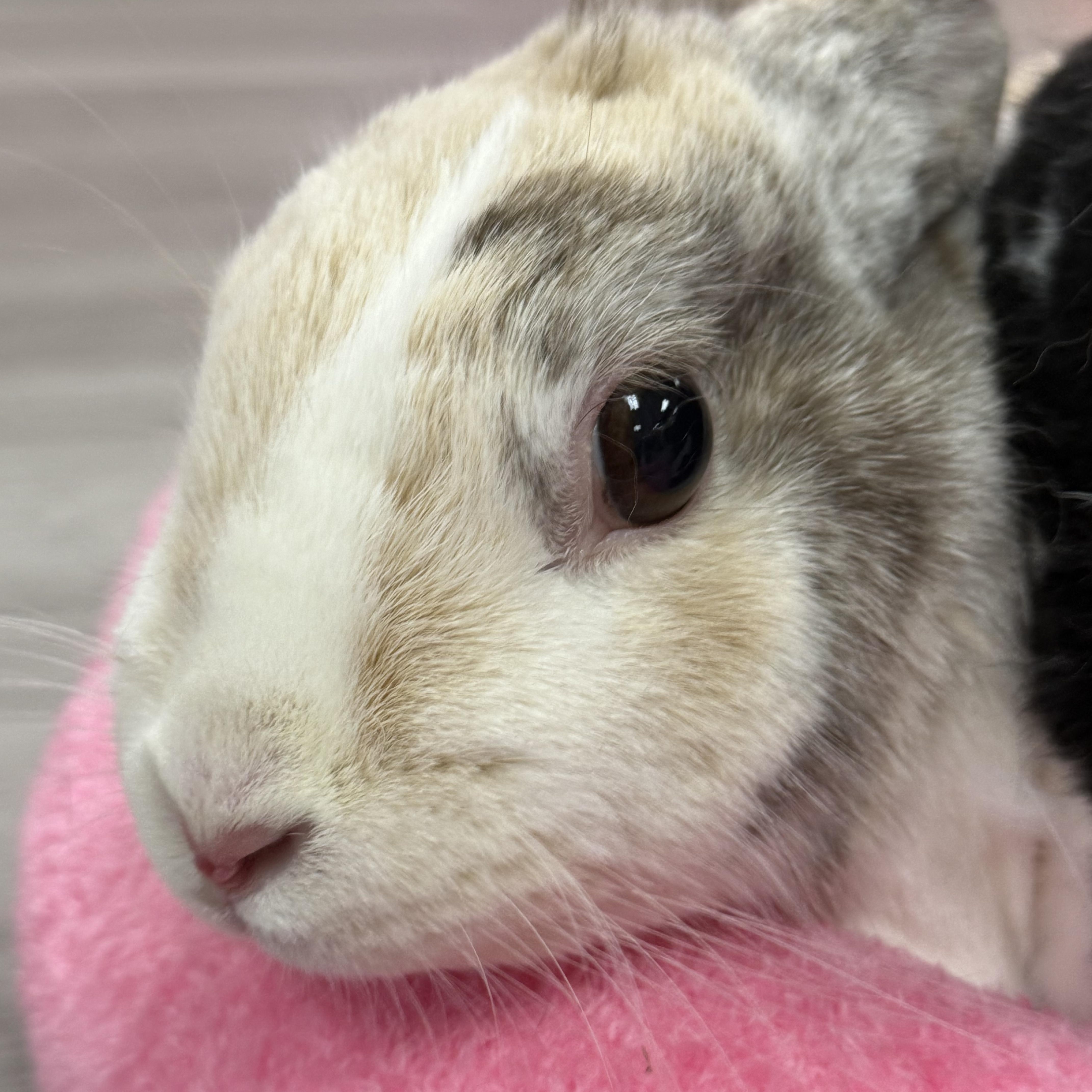 Luke and Mara, a ADOPTABLE Rex in St. Charles, MO image 4/6