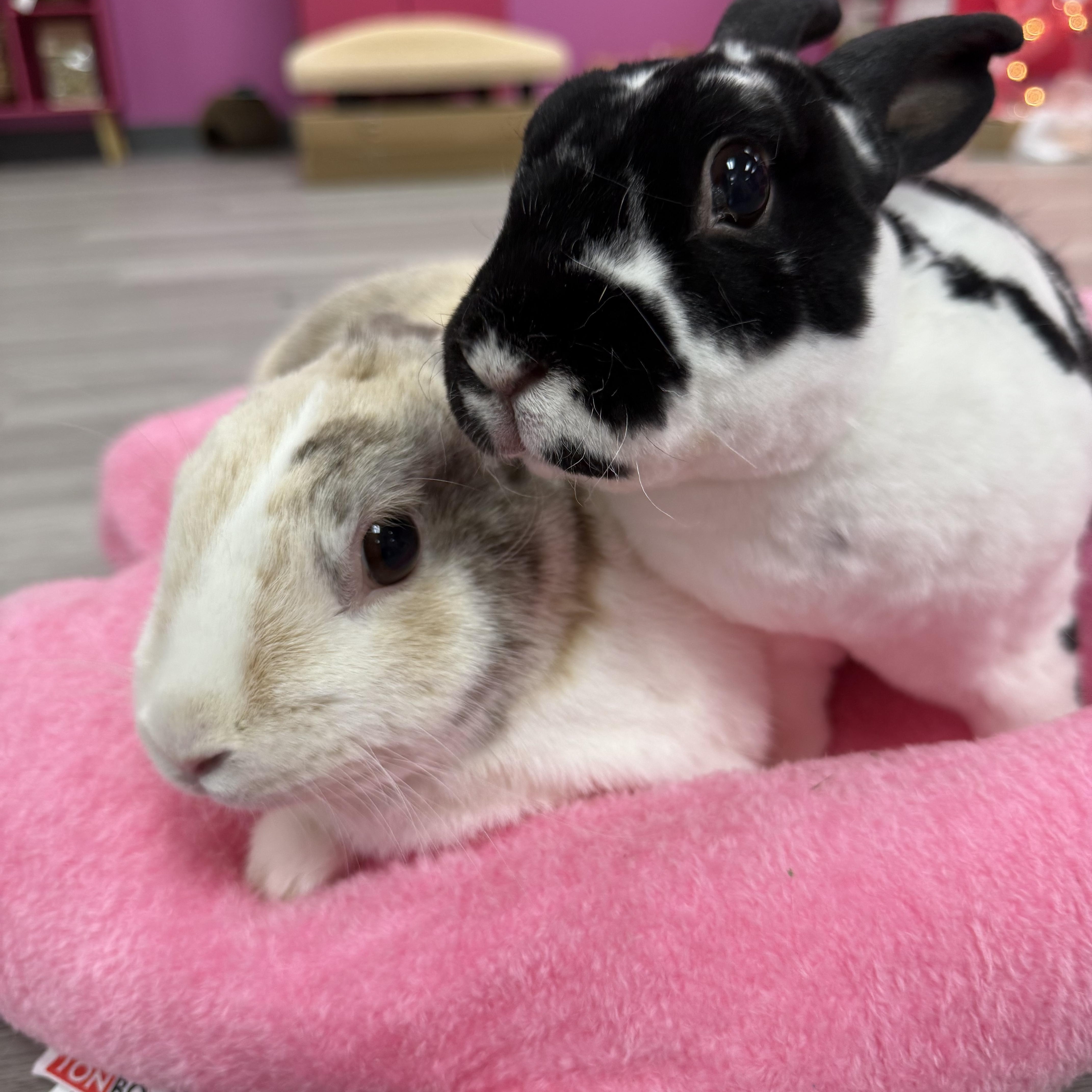 Luke and Mara, ADOPTABLE, Adult Female Rex.