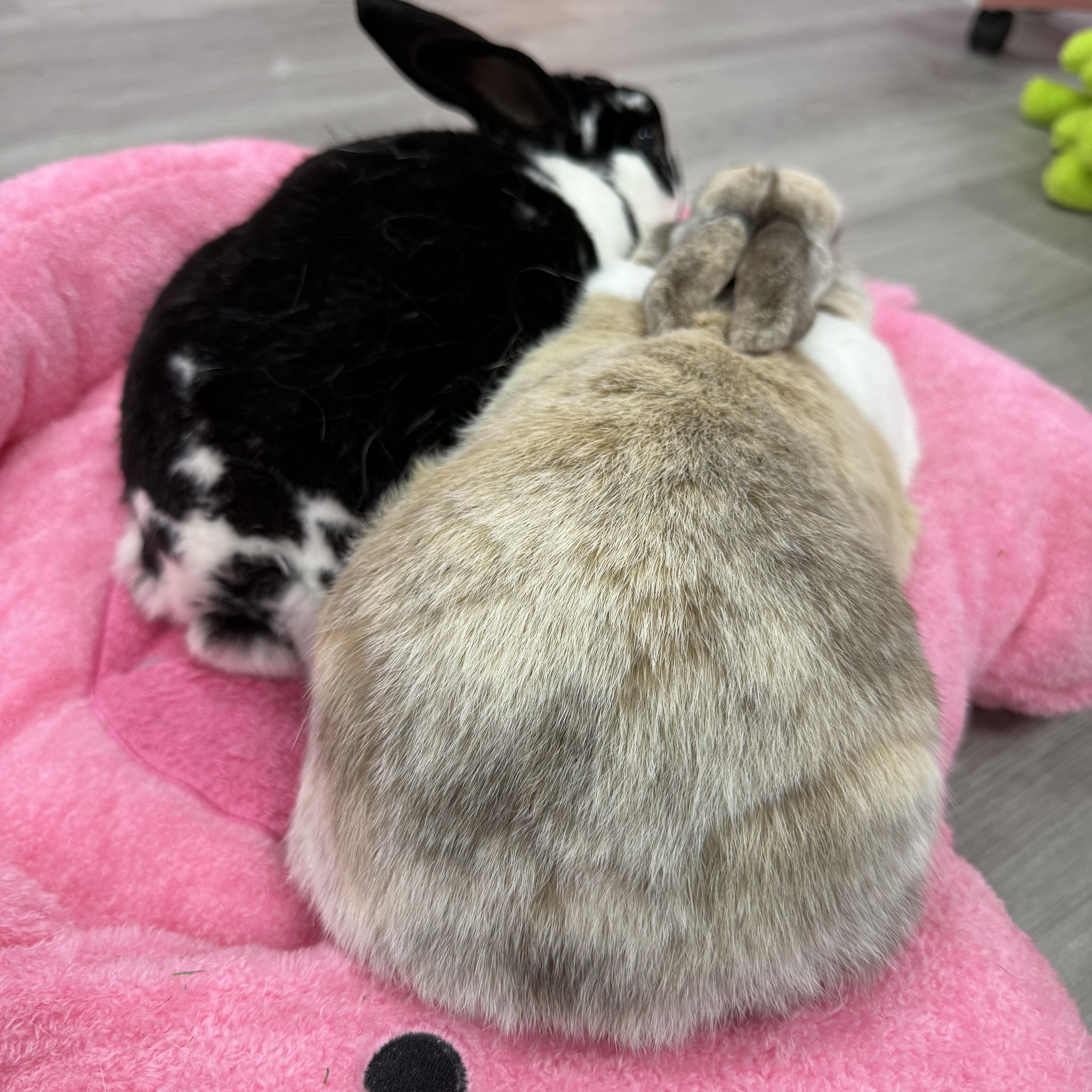 Luke and Mara, a ADOPTABLE Rex in St. Charles, MO image 2/6