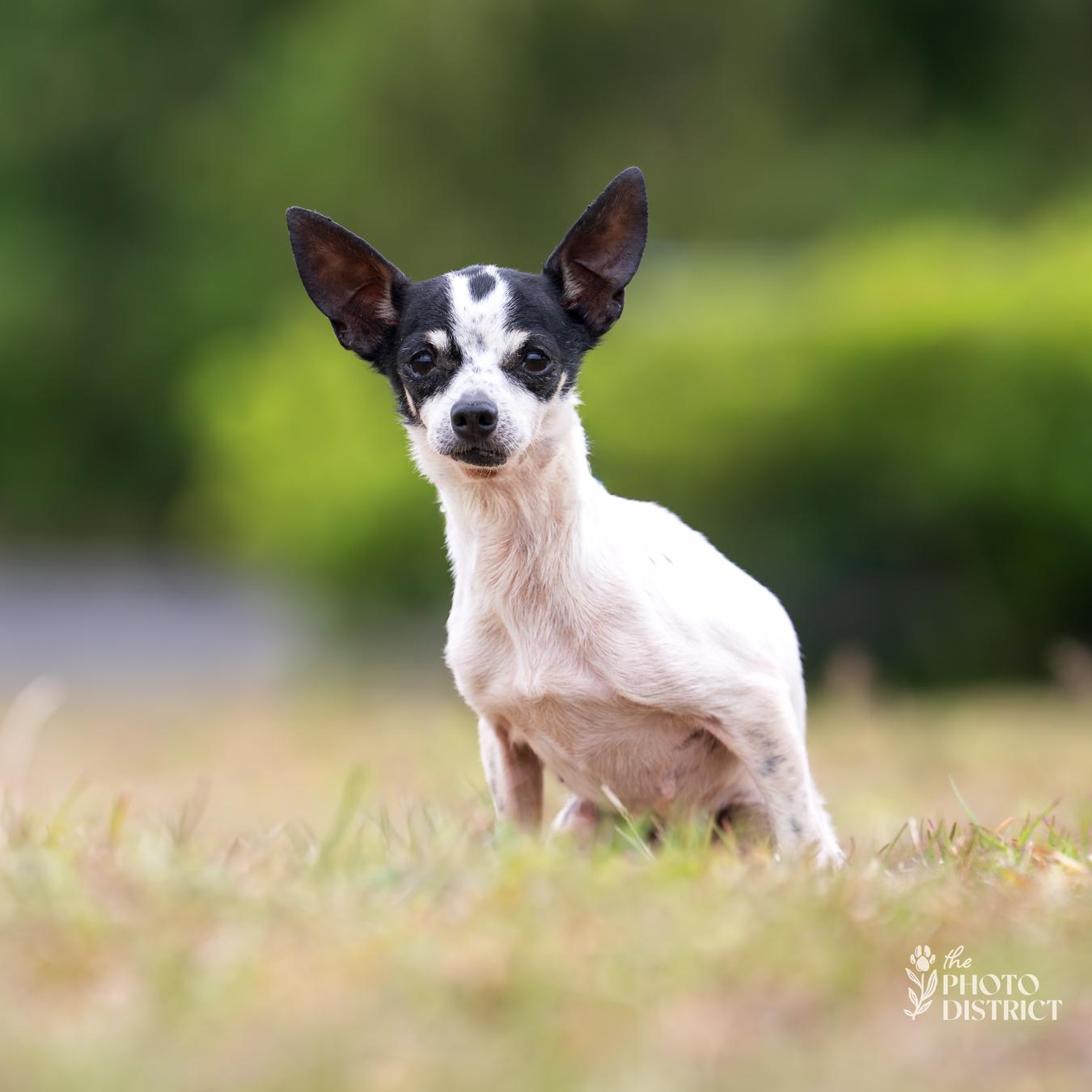 Pebbles, a Adoptable mixed breed in Winnabow, NC image 1/2