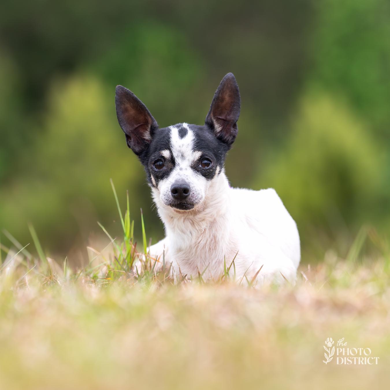 Pebbles, a Adoptable mixed breed in Winnabow, NC image 2/2