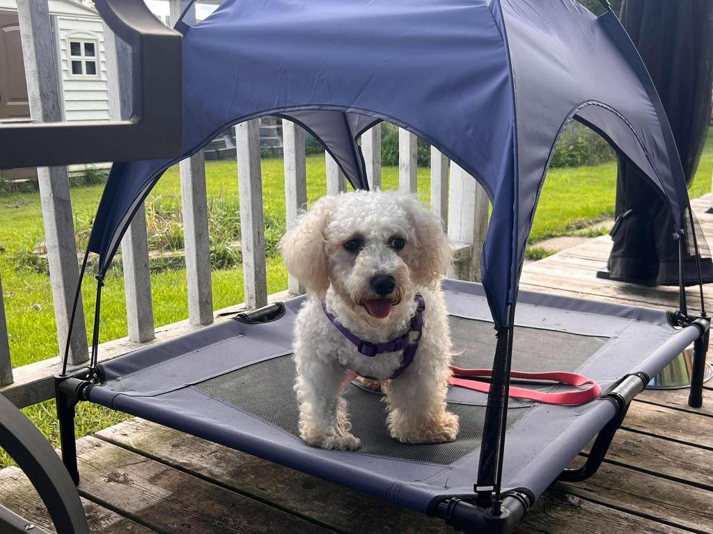 Parker, Adoptable, Adult Female Bichon Frise.