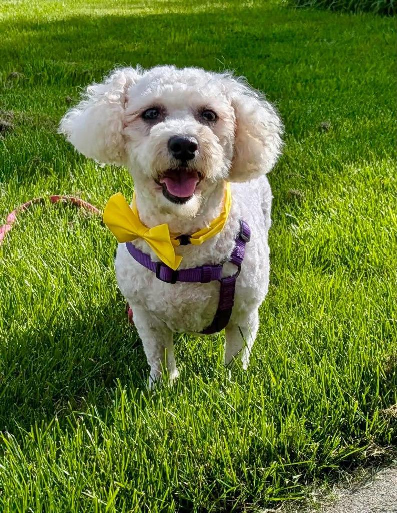 Enlarge Parker, a Adoptable Bichon Frise in Toronto, ON image 2/3