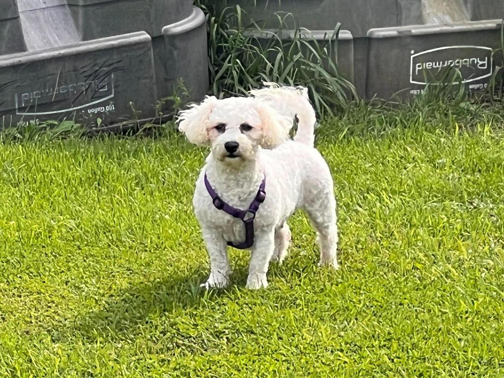 Enlarge Parker, a Adoptable Bichon Frise in Toronto, ON image 3/3