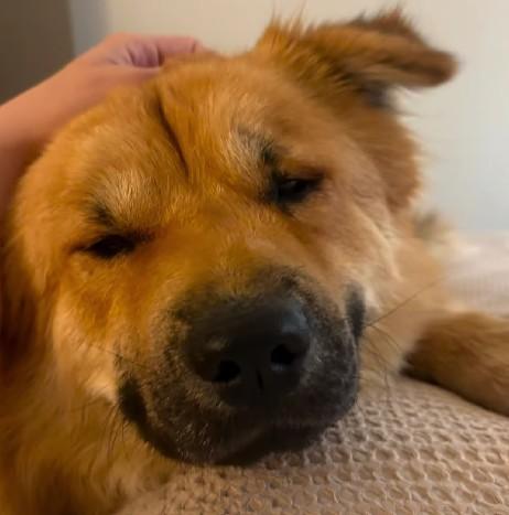 Leon, Adoptable, Adult Male Chow Chow & Mixed Breed.