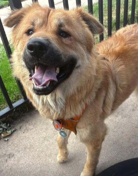 Enlarge Leon, a Adoptable mixed breed in Houston, TX image 2/5
