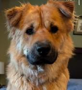Enlarge Leon, a Adoptable mixed breed in Houston, TX image 3/5
