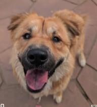Enlarge Leon, a Adoptable mixed breed in Houston, TX image 4/5