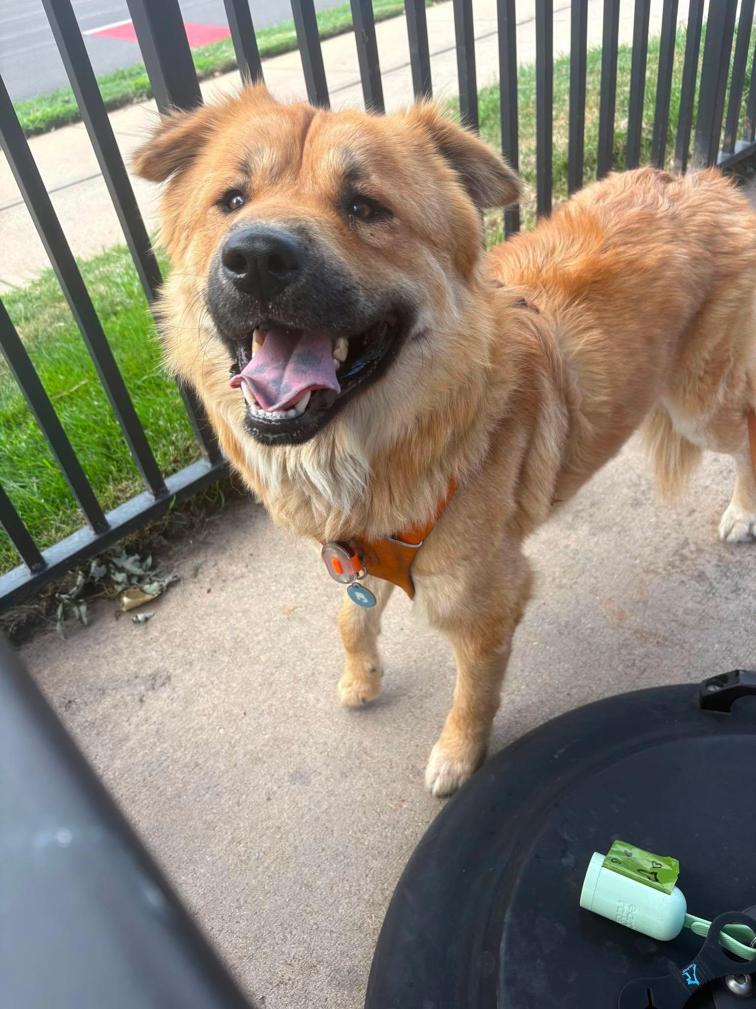 Enlarge Leon, a Adoptable mixed breed in Houston, TX image 5/5
