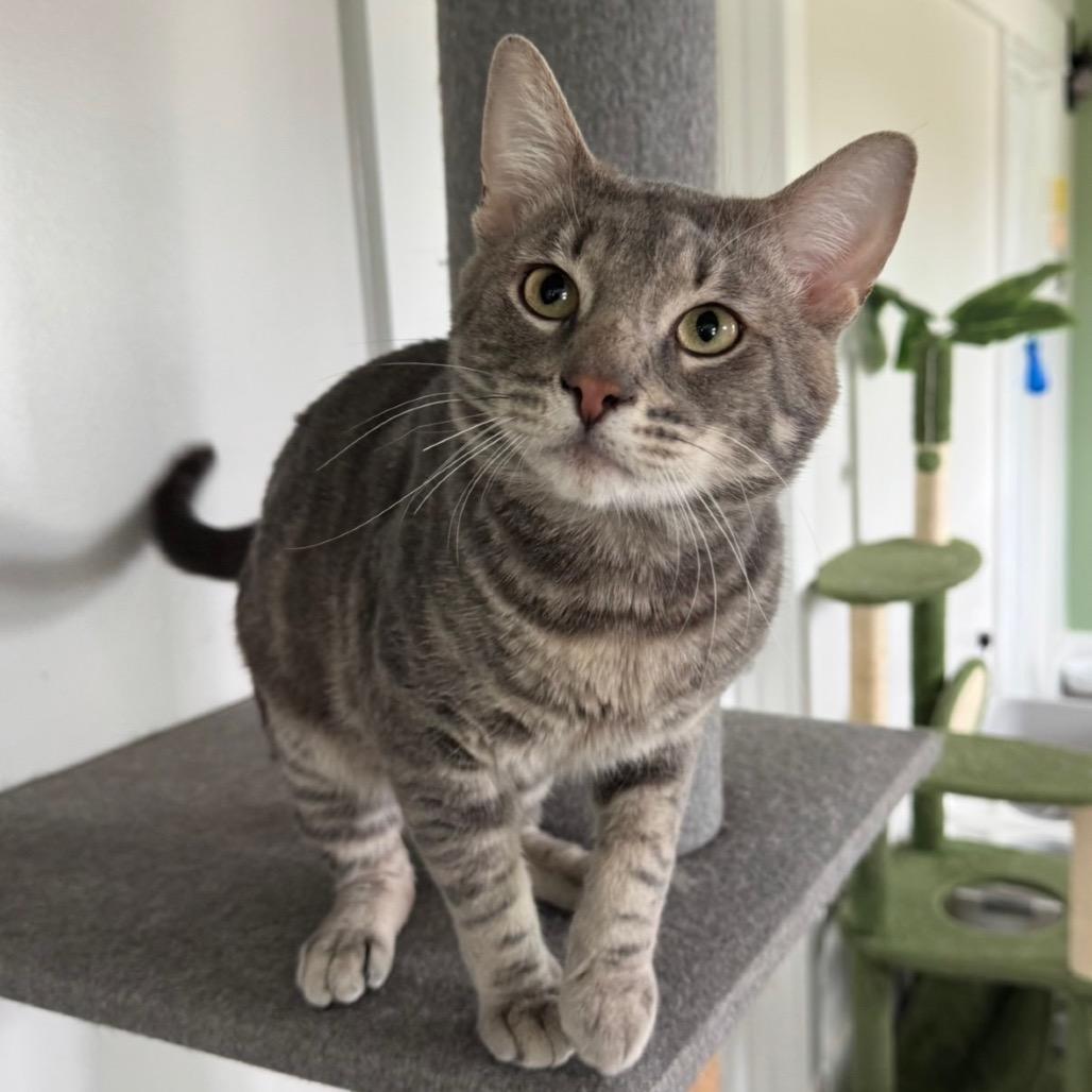 Earl Gray, Adoptable, Adult Male Domestic Short Hair.