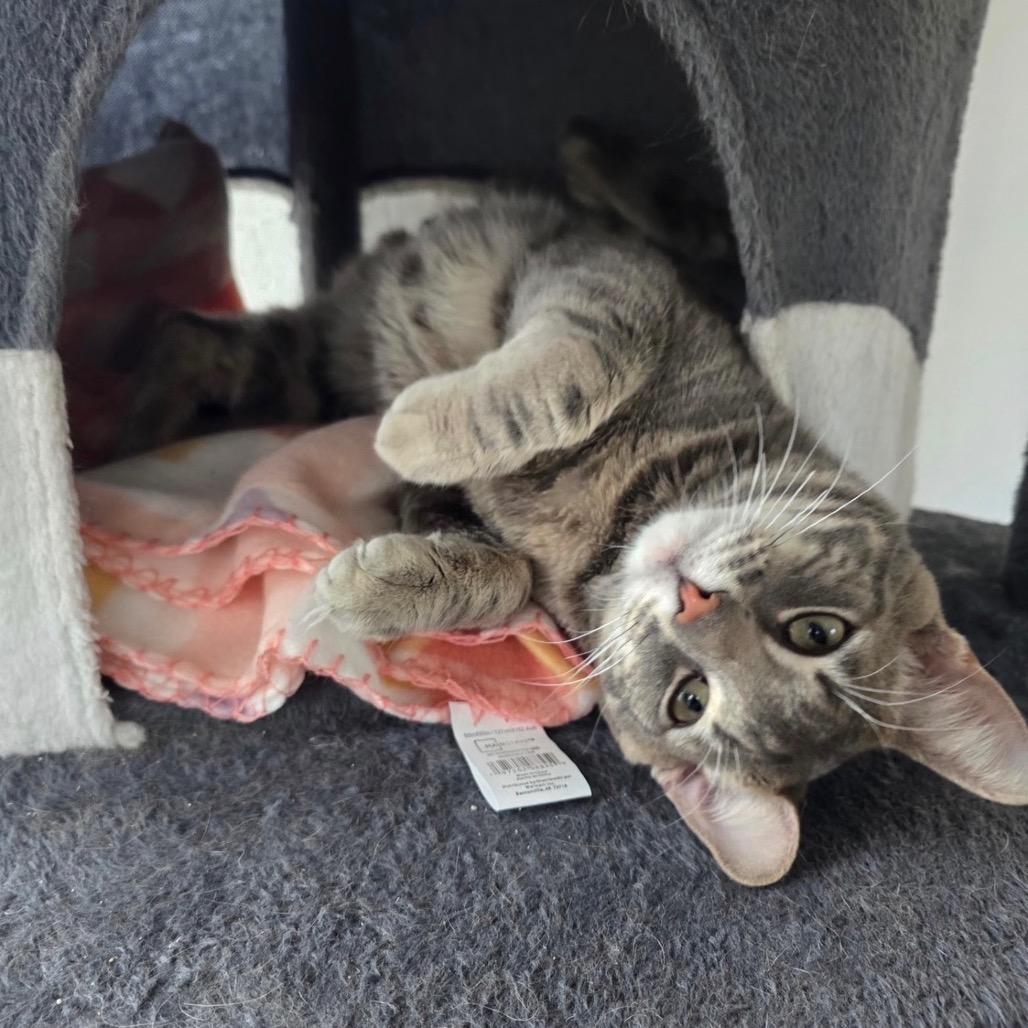 Enlarge Earl Gray, a Adoptable Domestic Short Hair in Goshen, IN image 2/4