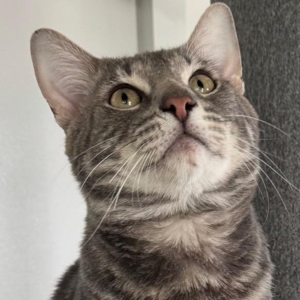 Enlarge Earl Gray, a Adoptable Domestic Short Hair in Goshen, IN image 3/4