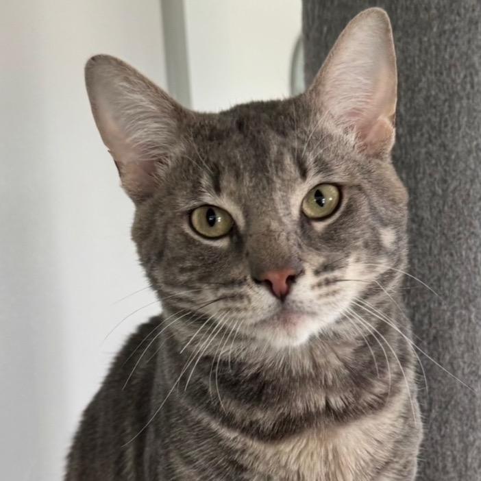 Enlarge Earl Gray, a Adoptable Domestic Short Hair in Goshen, IN image 4/4